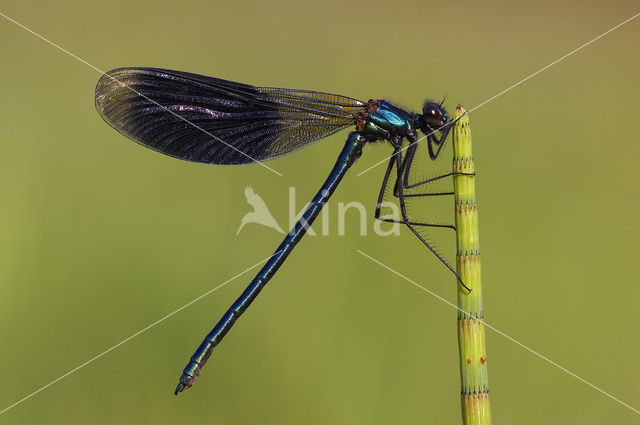 Weidebeekjuffer (Calopteryx splendens)