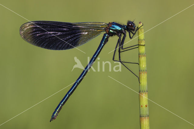 Weidebeekjuffer (Calopteryx splendens)