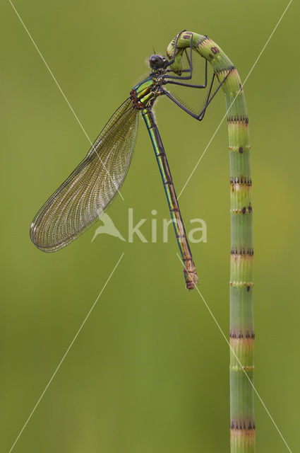 Weidebeekjuffer (Calopteryx splendens)