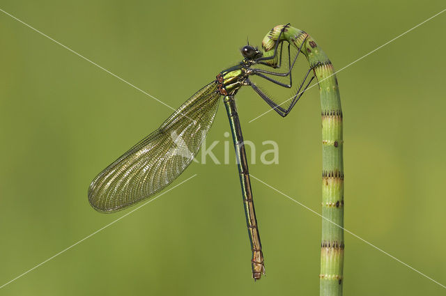 Weidebeekjuffer (Calopteryx splendens)