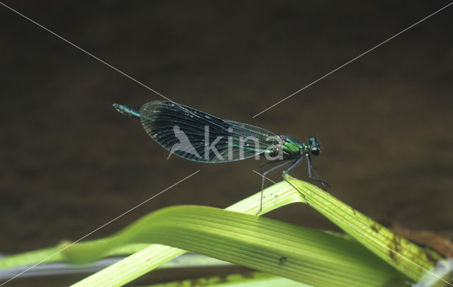 Weidebeekjuffer (Calopteryx splendens)