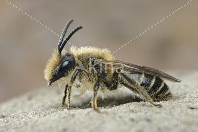 Wimperflankzandbij (Andrena dorsata)