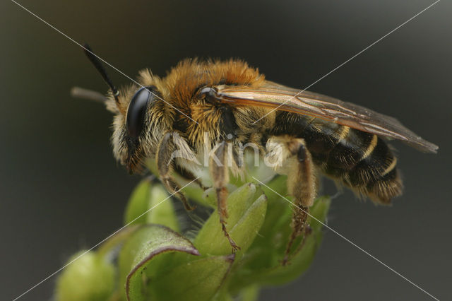 Wimperflankzandbij (Andrena dorsata)