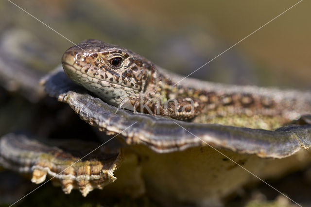 Zandhagedis (Lacerta agilis)