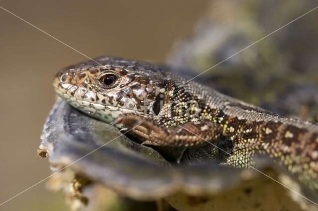 Zandhagedis (Lacerta agilis)