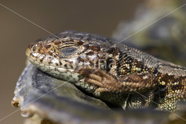 Zandhagedis (Lacerta agilis)