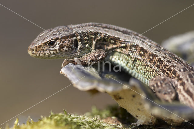 Zandhagedis (Lacerta agilis)