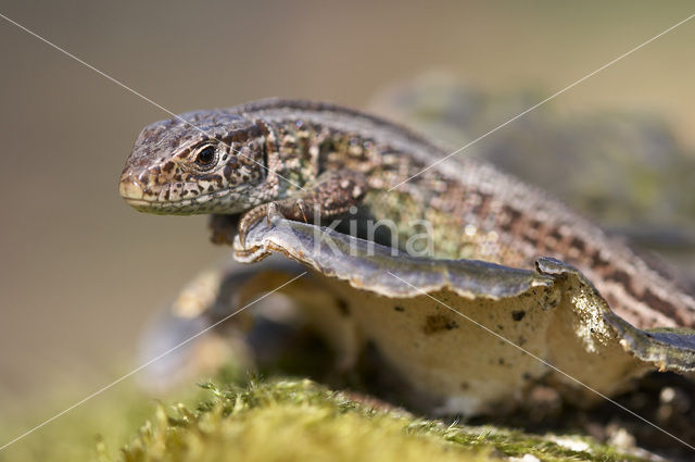 Zandhagedis (Lacerta agilis)