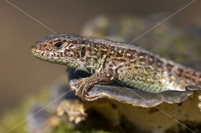 Zandhagedis (Lacerta agilis)