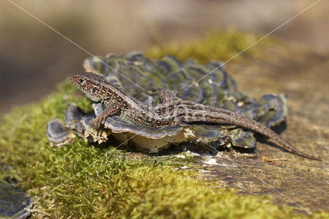 Zandhagedis (Lacerta agilis)