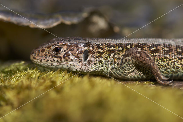 Zandhagedis (Lacerta agilis)