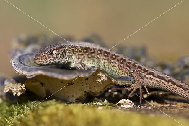 Zandhagedis (Lacerta agilis)