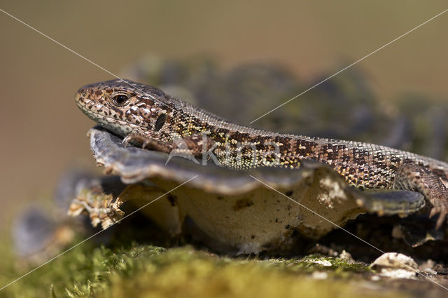 Zandhagedis (Lacerta agilis)