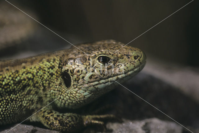 Zandhagedis (Lacerta agilis)