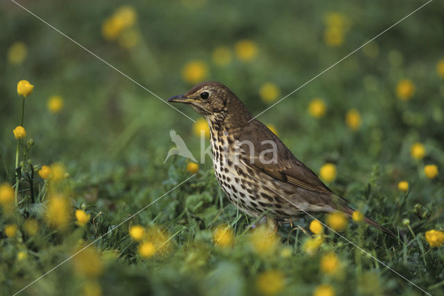 Zanglijster (Turdus philomelos)