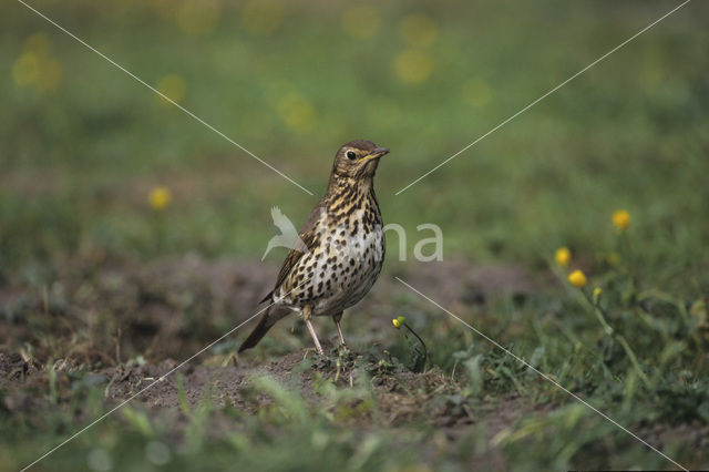 Zanglijster (Turdus philomelos)