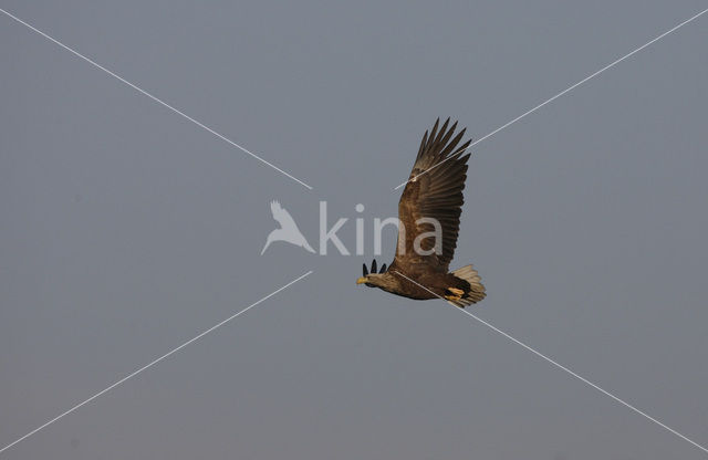 Zeearend (Haliaeetus albicilla)