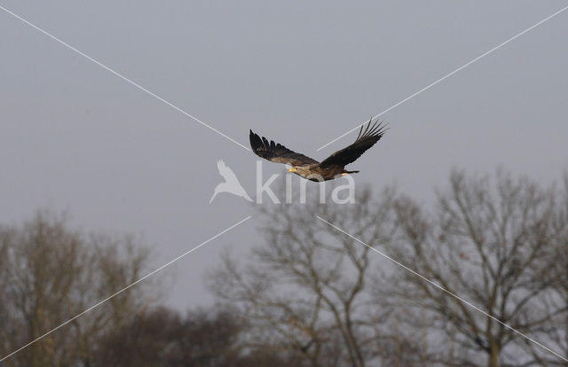 Zeearend (Haliaeetus albicilla)