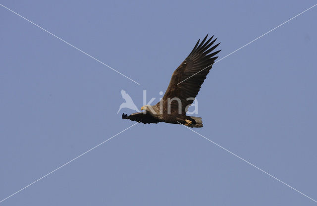 Zeearend (Haliaeetus albicilla)