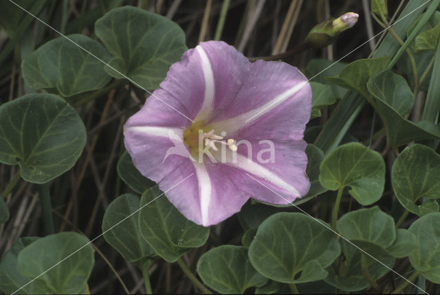 Zeewinde (Convolvulus soldanella)