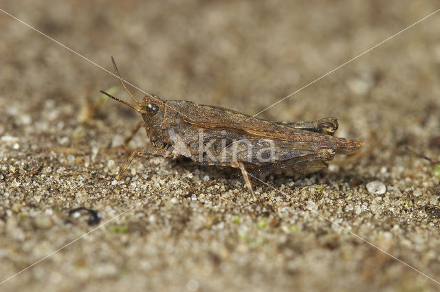 Zeggedoorntje (Tetrix subulata)