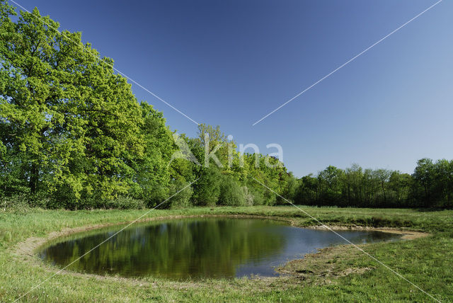 Common Oak