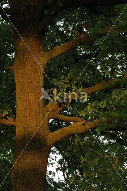 Zomereik (Quercus robur)