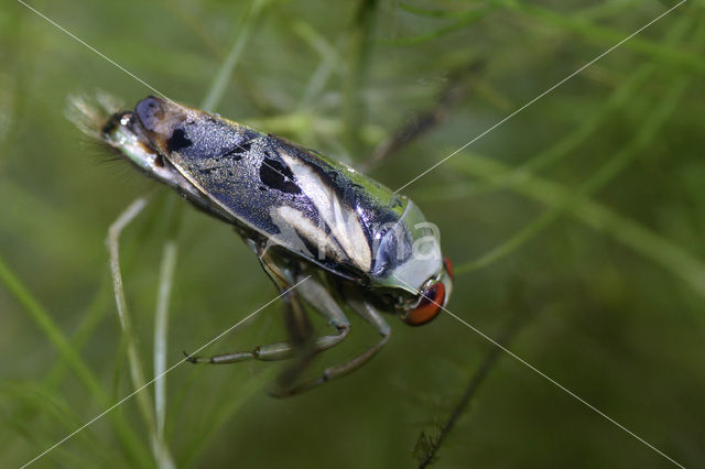 Zwart bootsmannetje (Notonecta obliqua)