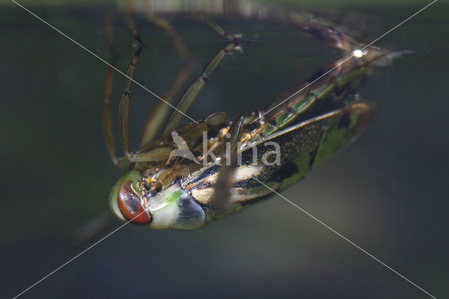 Zwart bootsmannetje (Notonecta obliqua)