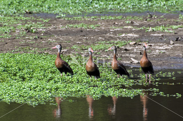 Red-billed whistling duck (Dendrocygna autumnalis)