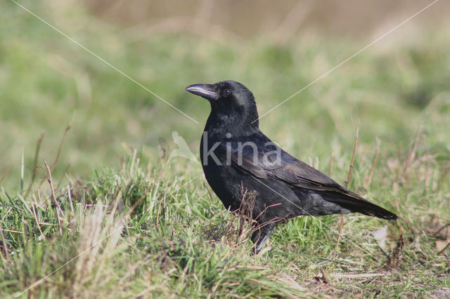 Zwarte Kraai (Corvus corone)