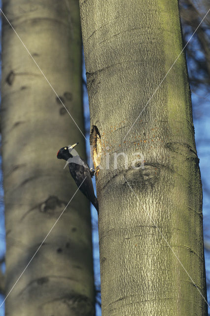 Black Woodpecker (Dryocopus martius)