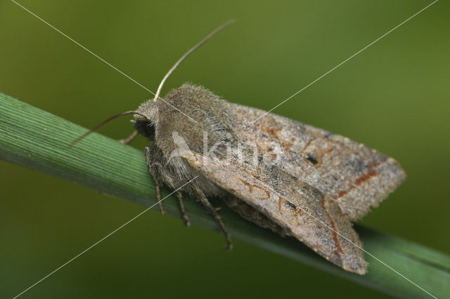 Red-line Quaker (Agrochola lota)