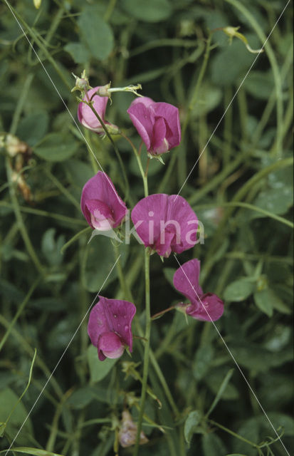 Aardaker (Lathyrus tuberosus)