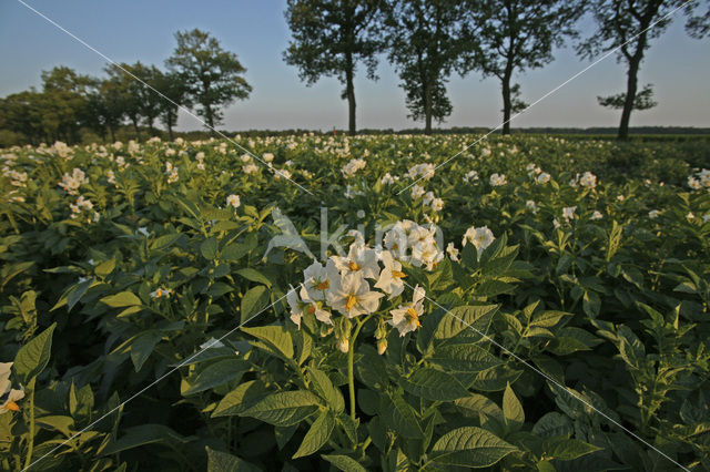 Aardappel (Solanum tuberosum)