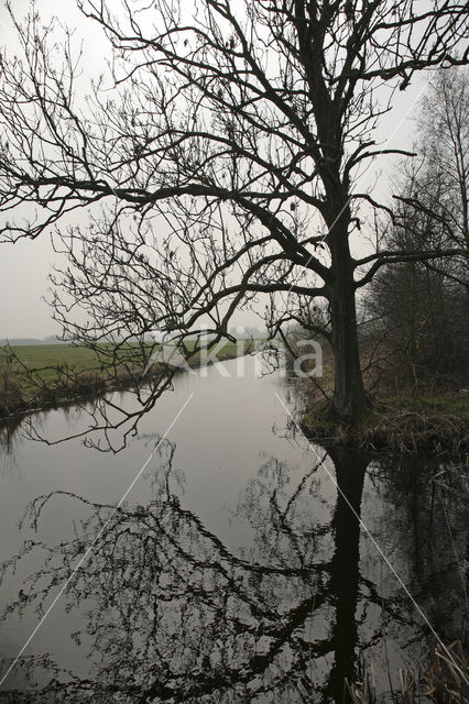 Ackerdijkse Plassen