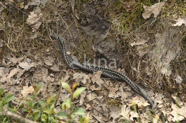 Common Viper (Vipera berus)