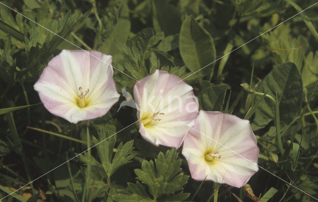 Akkerwinde (Convolvulus arvensis)