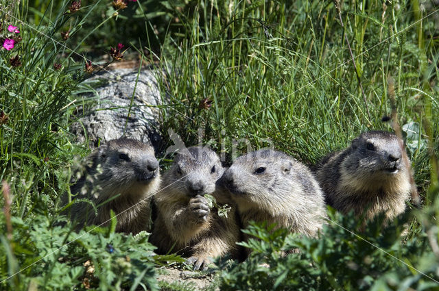 Alpenmarmot