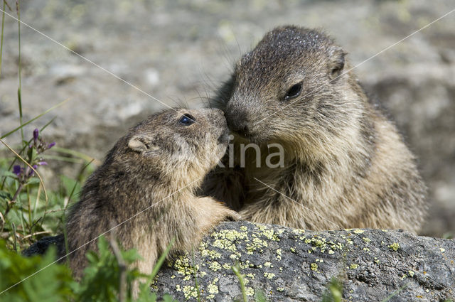 Alpenmarmot