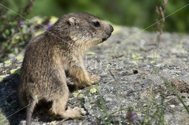 Alpenmarmot