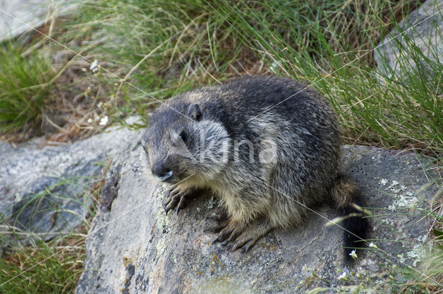 Alpenmarmot