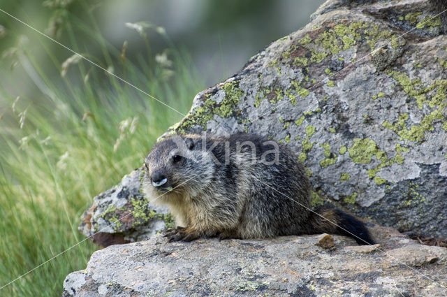 Alpenmarmot