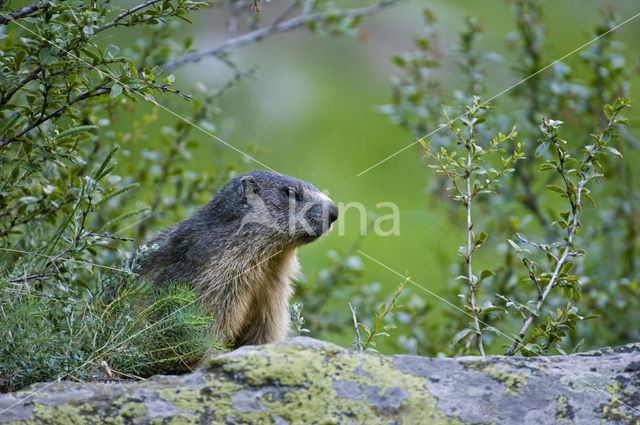 Alpenmarmot