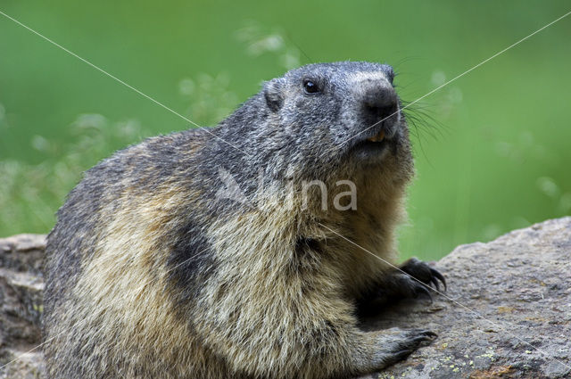 Alpenmarmot