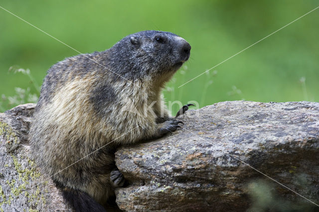 Alpine Marmot (Marmota marmota)