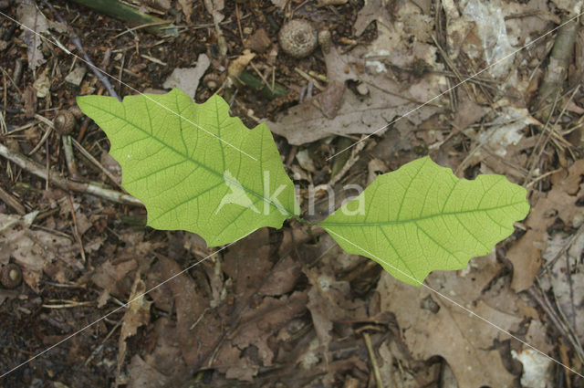 Red Oak (Quercus rubra)