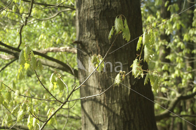 Amerikaanse eik (Quercus rubra)