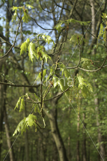 Amerikaanse eik (Quercus rubra)