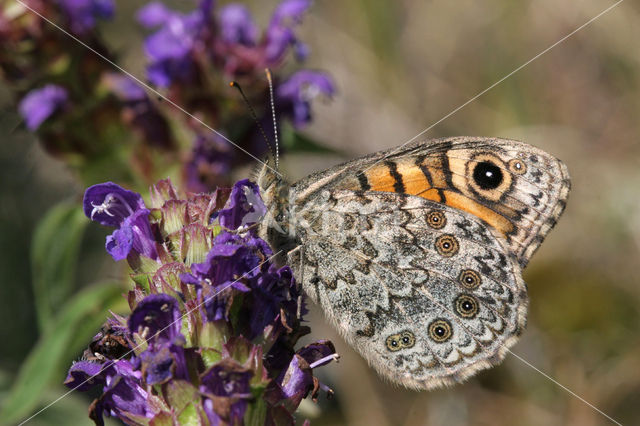 Wall Brown (Lasiommata megera)